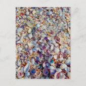 Zeeschelpen Briefkaart (Voorkant)