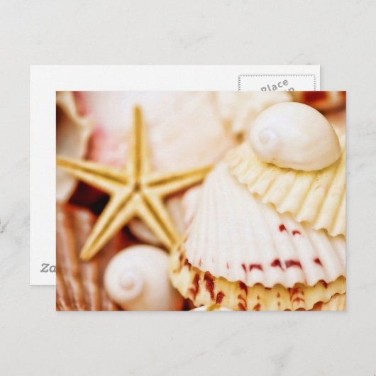  zeeschelpen briefkaart (Voorkant / Achterkant)