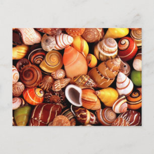 Zeeschelpen Briefkaart