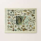 zeeschelpen door Adolphe Millot Legpuzzel (Horizontaal)