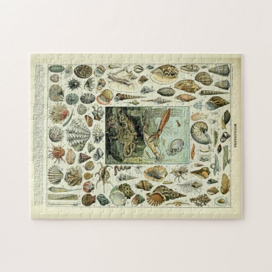  zeeschelpen door Adolphe Millot Legpuzzel (Horizontaal)