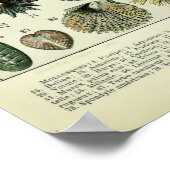 zeeschelpen door Adolphe Millot Poster (Hoek)