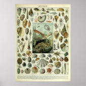 zeeschelpen door Adolphe Millot Poster (Voorkant)