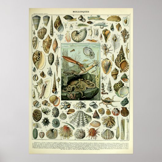 zeeschelpen door Adolphe Millot Poster (Voorkant)