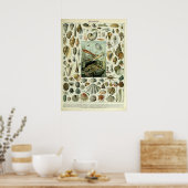 zeeschelpen door Adolphe Millot Poster (Keuken)
