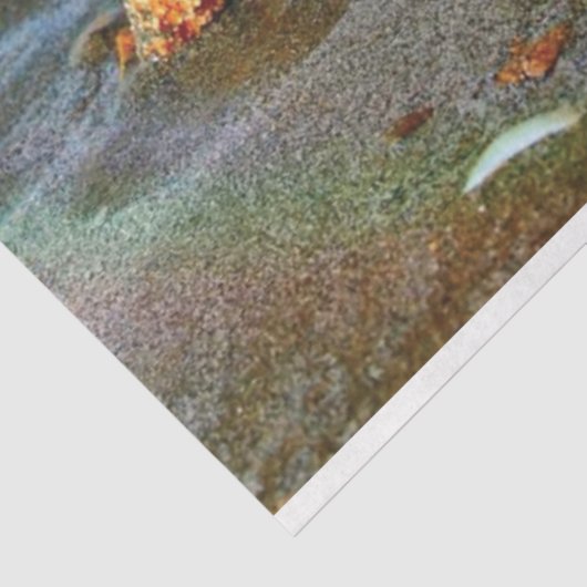 Zeeschelpen en zeesterkreeft op het strand tissuepapier (Detail)