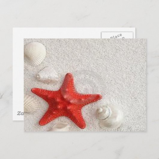zeeschelpen en zeesterren briefkaart (Voorkant / Achterkant)