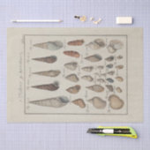 Zeeschelpen Ephemera Decoupage Frans Tissuepapier (Craft)