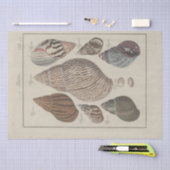 Zeeschelpen Ephemera Decoupage Frans Tissuepapier (Craft)