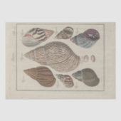 Zeeschelpen Ephemera Decoupage Frans Tissuepapier (Voorkant)