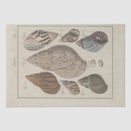 Zeeschelpen Ephemera Decoupage Frans Tissuepapier