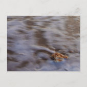 Zeeschelpen in Surf Briefkaart (Voorkant)