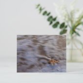 Zeeschelpen in Surf Briefkaart (Staand voorkant)