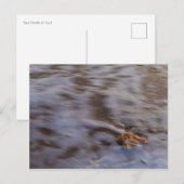 Zeeschelpen in Surf Briefkaart (Voorkant / Achterkant)