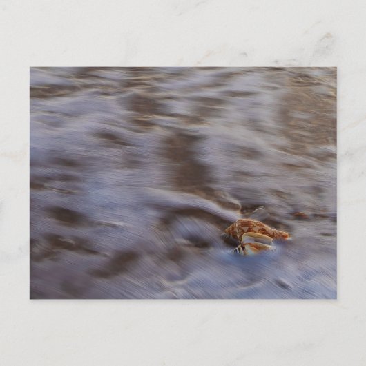 Zeeschelpen in Surf Briefkaart (Voorkant)