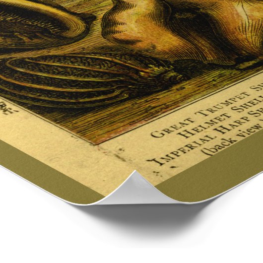  zeeschelpen — kunst in de oceaan poster (Hoek)