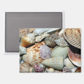 zeeschelpen magneet (Voorkant / Achterkant)