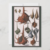 zeeschelpen, oceaanzeeschelpen Marine Life (Voorkant)