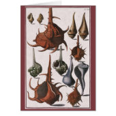  zeeschelpen, oceaanzeeschelpen Marine Life (Voorkant)