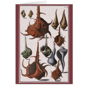 zeeschelpen, oceaanzeeschelpen Marine Life