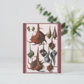 zeeschelpen, oceaanzeeschelpen Marine Life Briefkaart (Staand voorkant)