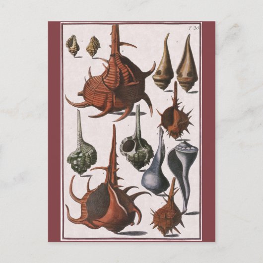 zeeschelpen, oceaanzeeschelpen Marine Life Briefkaart (Voorkant)