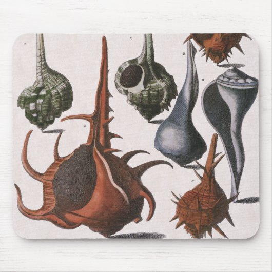  zeeschelpen, oceaanzeeschelpen Marine Life Muismat (Voorkant)