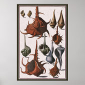  zeeschelpen, oceaanzeeschelpen Marine Life Poster (Voorkant)