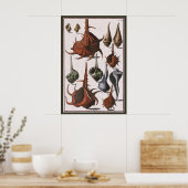  zeeschelpen, oceaanzeeschelpen Marine Life Poster (Keuken)