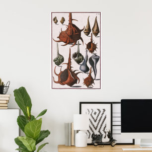 zeeschelpen, oceaanzeeschelpen Marine Life Poster