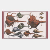  zeeschelpen, oceaanzeeschelpen Marine Life Rechthoekige Sticker (Voorkant)