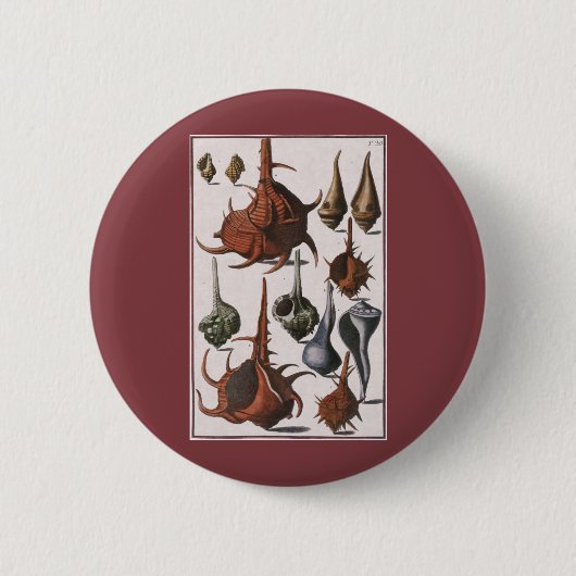  zeeschelpen, oceaanzeeschelpen Marine Life Ronde Button 5,7 Cm (Voorkant)