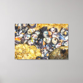 Zeeschelpen onder water canvas afdruk