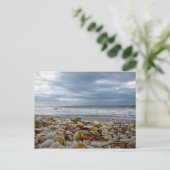 Zeeschelpen op de Kust van Eiland Gasparilla Feestdagenkaart (Staand voorkant)