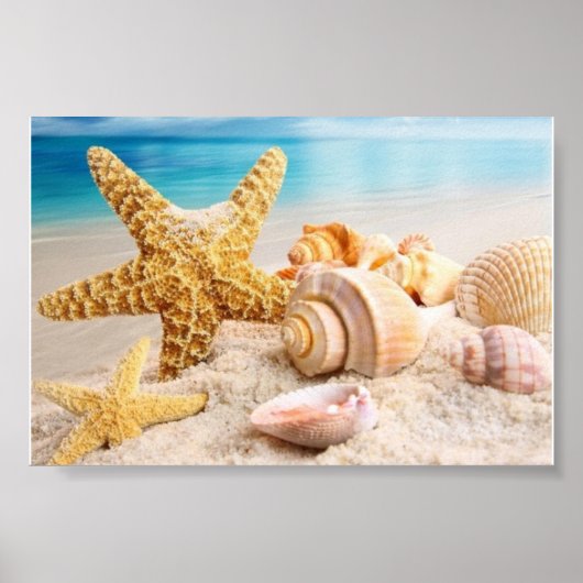 Zeeschelpen op de strandposter poster (Voorkant)