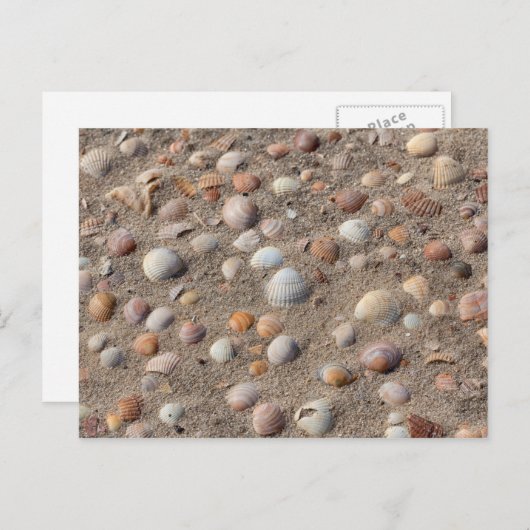 Zeeschelpen op het strand briefkaart (Voorkant / Achterkant)