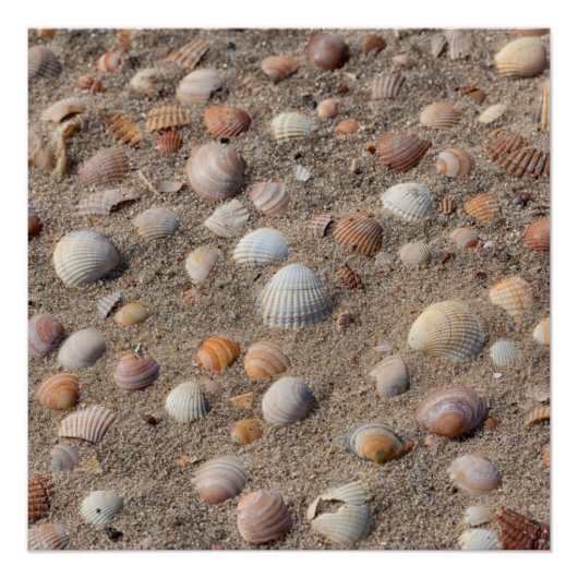 Zeeschelpen op het strand perfect poster (Voorkant)