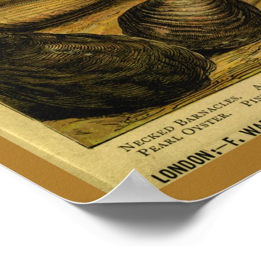 zeeschelpen Oyster Scallops Art Print (Hoek)