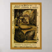 zeeschelpen Oyster Scallops Art Print (Voorkant)
