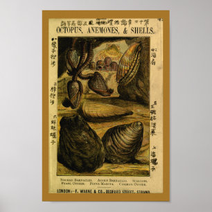 zeeschelpen Oyster Scallops Art Print