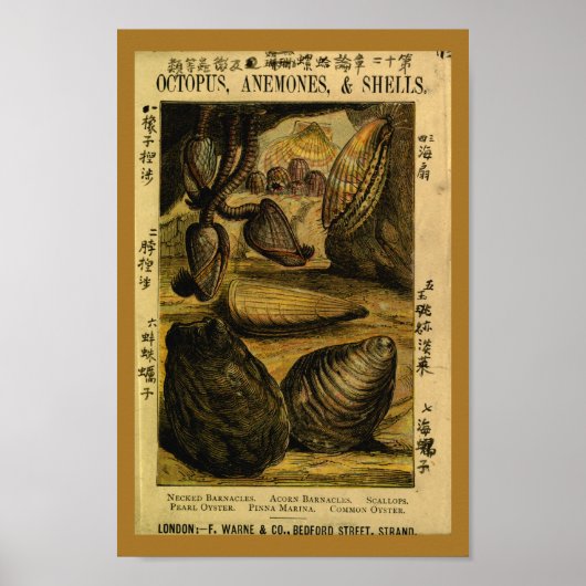  zeeschelpen Oyster Scallops Art Print (Voorkant)