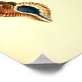  zeeschelpen poster (Hoek)