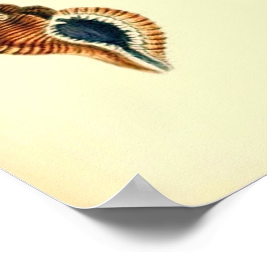  zeeschelpen poster (Hoek)