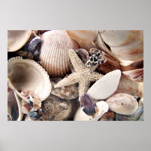 Zeeschelpen Poster (Voorkant)
