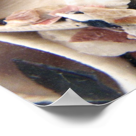 Zeeschelpen Poster (Hoek)