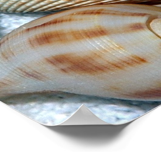 zeeschelpen poster (Hoek)