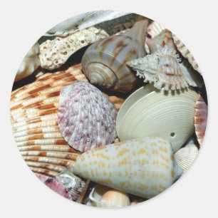 zeeschelpen ronde sticker