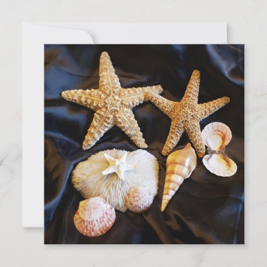 Zeeschelpen Sealife Beach Stilleven Foto (Voorkant)