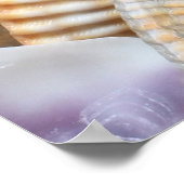 Zeeschelpen stenen koraal achtergrond poster (Hoek)