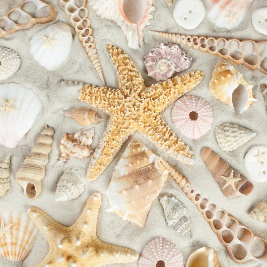 Zeeschelpen Tegeltje